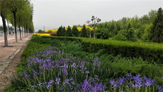 標(biāo)題：張家口經(jīng)開區(qū)秋季清水河生態(tài)綠廊建
瀏覽次數(shù)：2215
發(fā)表時(shí)間：2020-10-16