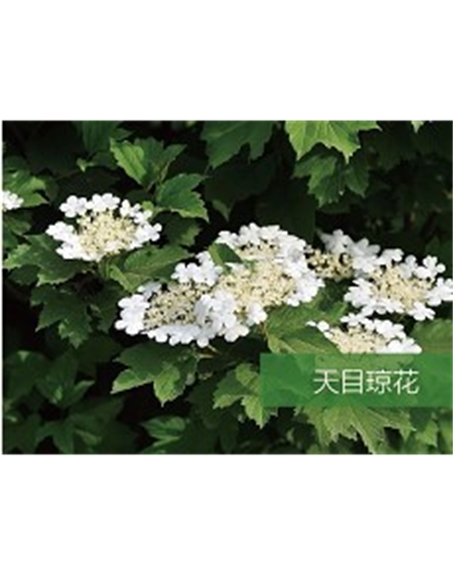 標題：喬灌木
瀏覽次數(shù)：1749
發(fā)表時間：2020-10-17