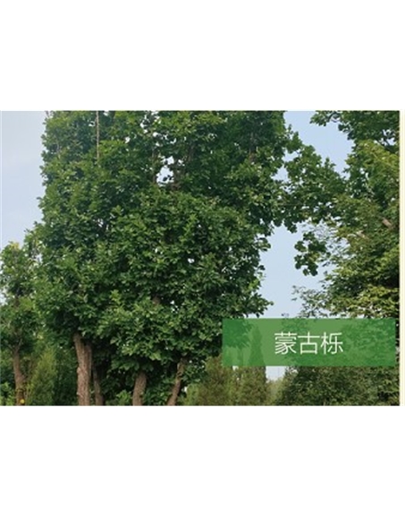 標題：喬灌木
瀏覽次數(shù)：2361
發(fā)表時間：2020-10-17